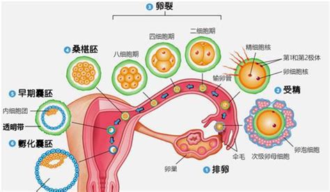 新生儿